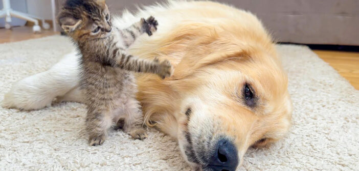 巨大なゴールデンレトリバーに襲いかかる子猫。でも全然効いていないようで… とっても可愛いことに ( *´艸｀)♡