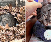 一晩中、落ち葉の中で寒さに耐え続けていた老猫。声を掛けてくれた人のところに向かった瞬間、人生が大きく変わる!