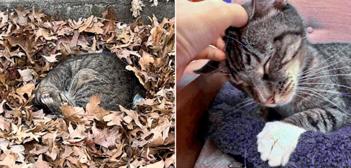 一晩中、落ち葉の中で寒さに耐え続けていた老猫。声を掛けてくれた人のところに向かった瞬間、人生が大きく変わる!