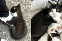 靴にしがみつく子猫