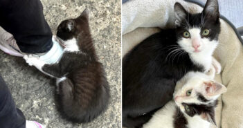 靴にしがみつく子猫