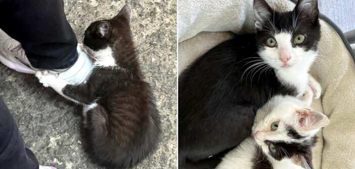 靴にしがみつく子猫