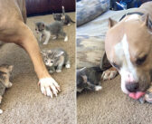 猫が大好きなのに先住猫にかまってもらえなかった大型犬。ある日突然子猫達との暮らしが始まると、驚くほどの幸せ者に!