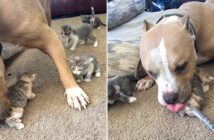 犬と子猫