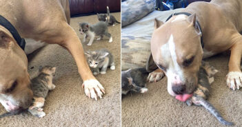 猫が大好きなのに先住猫にかまってもらえなかった大型犬。ある日突然子猫達との暮らしが始まると、驚くほどの幸せ者に！