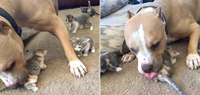 猫が大好きなのに先住猫にかまってもらえなかった大型犬。ある日突然子猫達との暮らしが始まると、驚くほどの幸せ者に！