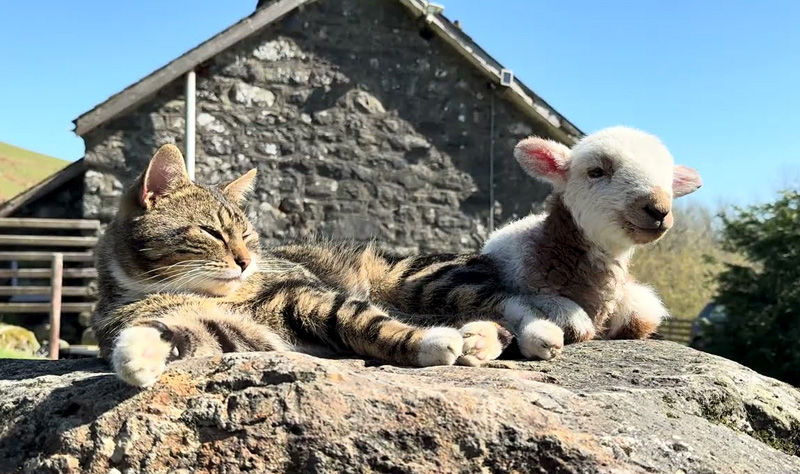 仲良しな猫と子羊