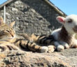 仲良しな猫と子羊