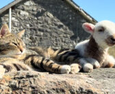 ポカポカ陽気の中、子羊と一緒にくつろぐ猫さん。最高の幸せを感じているようで、喉のゴロゴロ音が大変なことに ( *´艸`)