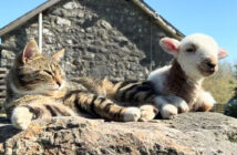 仲良しな猫と子羊