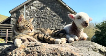 ポカポカ陽気の中、子羊と一緒にくつろぐ猫さん。最高の幸せを感じているようで、喉のゴロゴロ音が大変なことに ( *´艸`)