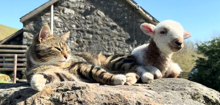 ポカポカ陽気の中、子羊と一緒にくつろぐ猫さん。最高の幸せを感じているようで、喉のゴロゴロ音が大変なことに ( *´艸`)