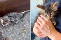 雨の中でうずくまっていた子猫