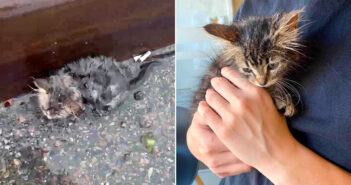 雨の中でうずくまっていた子猫