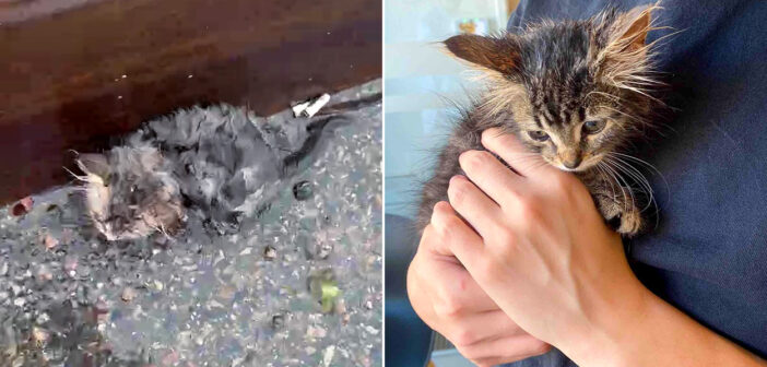 雨の中でうずくまっていた子猫