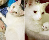 保護先で出会った白猫にたくさんの愛情を注がれた子猫。同じ境遇の子猫達に受け取った愛情を返す姿に心が温まる