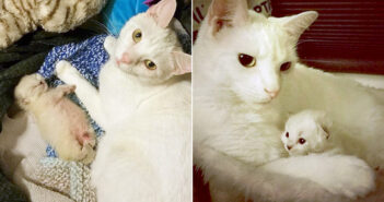 保護先で出会った白猫にたくさんの愛情を注がれた子猫。同じ境遇の子猫達に受け取った愛情を返す姿に心が温まる