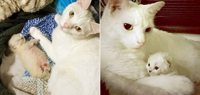 保護先で出会った白猫にたくさんの愛情を注がれた子猫。同じ境遇の子猫達に受け取った愛情を返す姿に心が温まる