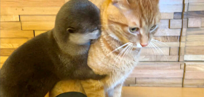 留守番中のカワウソさんと猫さんを隠し撮りしてみたら… 愛らしい光景が次々と目に飛び込んできた ( *´艸｀)♡