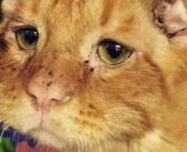 長い間、引き取り手が現れなかった保護猫。ついに生涯の家族に迎えられると、1時間後に別猫へと生まれ変わる!