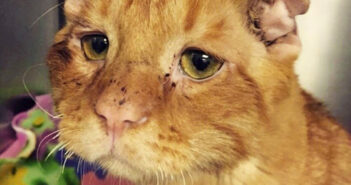 長い間、引き取り手が現れなかった保護猫。ついに生涯の家族に迎えられると、1時間後に別猫へと生まれ変わる!