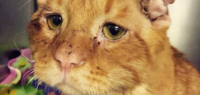 長い間、引き取り手が現れなかった保護猫。ついに生涯の家族に迎えられると、1時間後に別猫へと生まれ変わる!