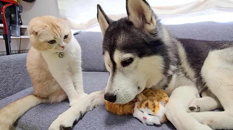 子猫に嫉妬する猫