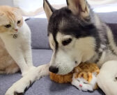 最愛の犬が知らない子猫と寝てた! 嫉妬心を燃え上がらせた猫が、可愛すぎる行動に出た ( *´艸`)♡