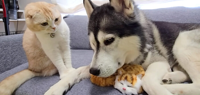 子猫に嫉妬する猫