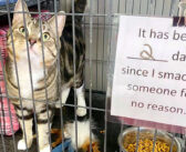 ヤンチャな保護猫のケージに貼られたユニークな注意書き。そこに書かれた内容が他の保護猫達に多くの幸せを届ける