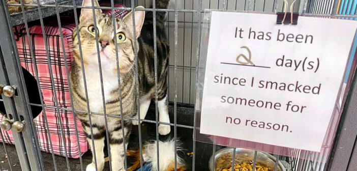 ヤンチャな保護猫のケージに貼られたユニークな注意書き。そこに書かれた内容が他の保護猫達に多くの幸せを届ける