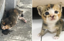 保護された子猫