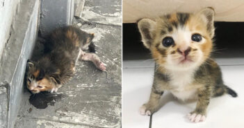 保護された子猫