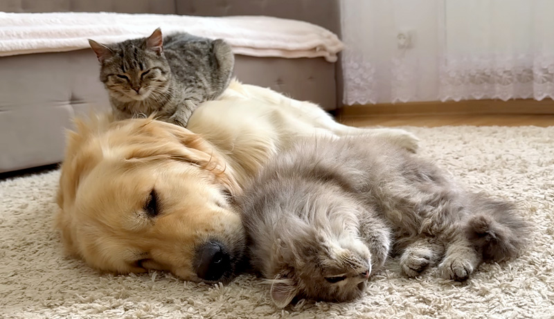 ゴールデンレトリバーのことが大好きな子猫達