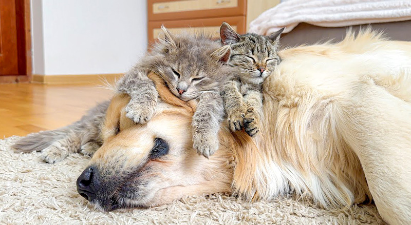 ゴールデンレトリバーを世界一の枕だと思っている子猫達