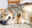 ゴールデンレトリバーを世界一の枕だと思っている子猫達