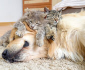 ゴールデンレトリバーのことを世界一のベッドだと思っている子猫達。幸せそうに眠りに落ちていく姿にホッコリ (*´ｪ｀*)♡