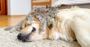 ゴールデンレトリバーのことを世界一のベッドだと思っている子猫達。幸せそうに眠りに落ちていく姿にホッコリ (*´ｪ｀*)♡