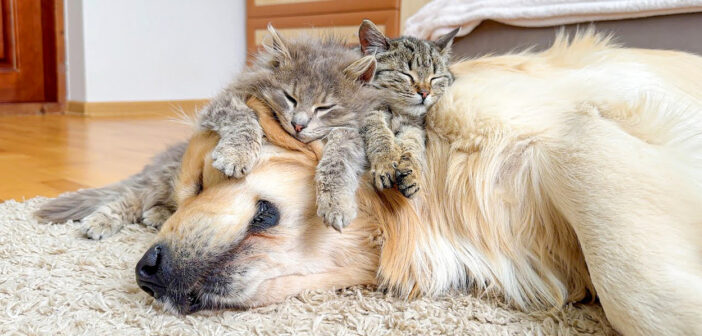 ゴールデンレトリバーのことを世界一のベッドだと思っている子猫達。幸せそうに眠りに落ちていく姿にホッコリ (*´ェ`*)♡