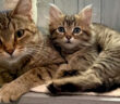 猫の親子