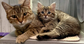 保護施設での生活に耐えられなかった母猫。ある女性が母猫と子猫達を迎えに来てくれたおかげで状況が一変する!