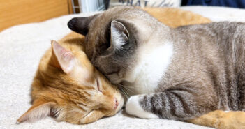 寂しくて寄り添う猫