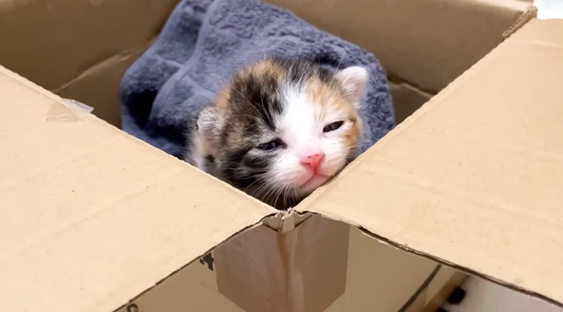 茂みの中から保護された子猫