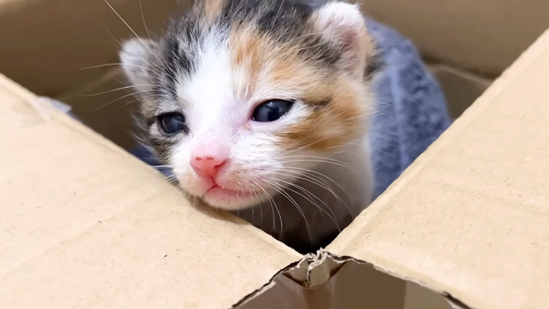 家の中で暮らし始めた保護子猫