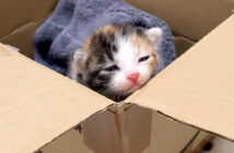 茂みの中から保護された子猫