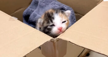 茂みの中から保護された子猫