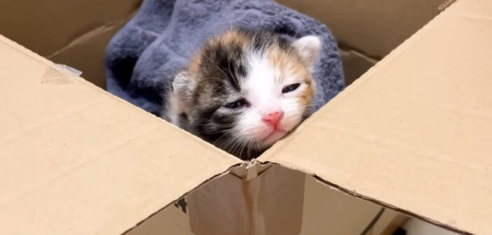 茂みの中で必死に鳴いていた赤ちゃん猫。家の中に連れて行ってもらうと少し安心したようで、愛らしい姿を見せてくれた