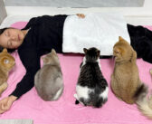 猫の前で死んだふりをしてみると… 異変に気付いた猫達が続々と集まってきて、とっても可愛い展開に ( *´艸｀)♡