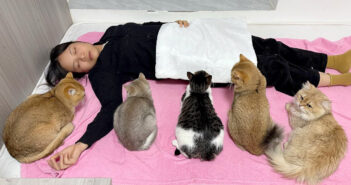 猫の前で死んだふりをしてみると… 異変に気付いた猫達が続々と集まってきて、とっても可愛い展開に ( *´艸｀)♡