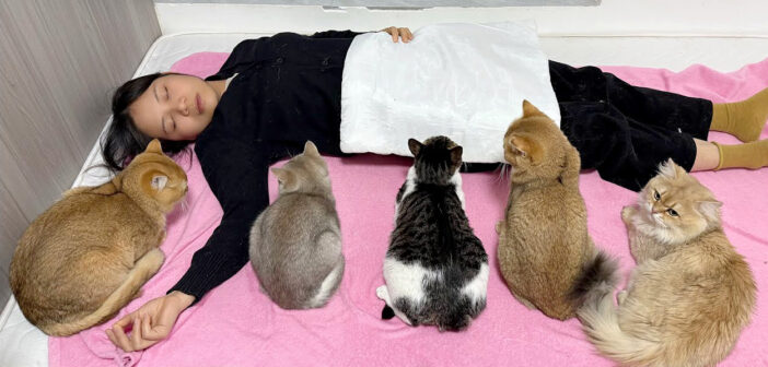 猫の前で死んだふりをしてみると… 異変に気付いた猫達が続々と集まってきて、とっても可愛い展開に ( *´艸｀)♡